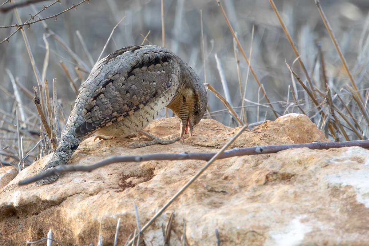 地啄木 - ML645436749