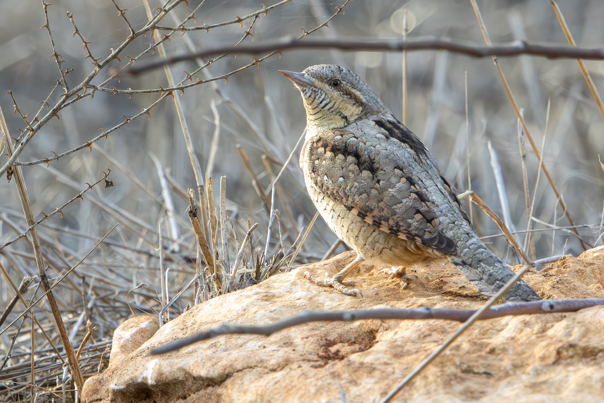 地啄木 - ML645436750