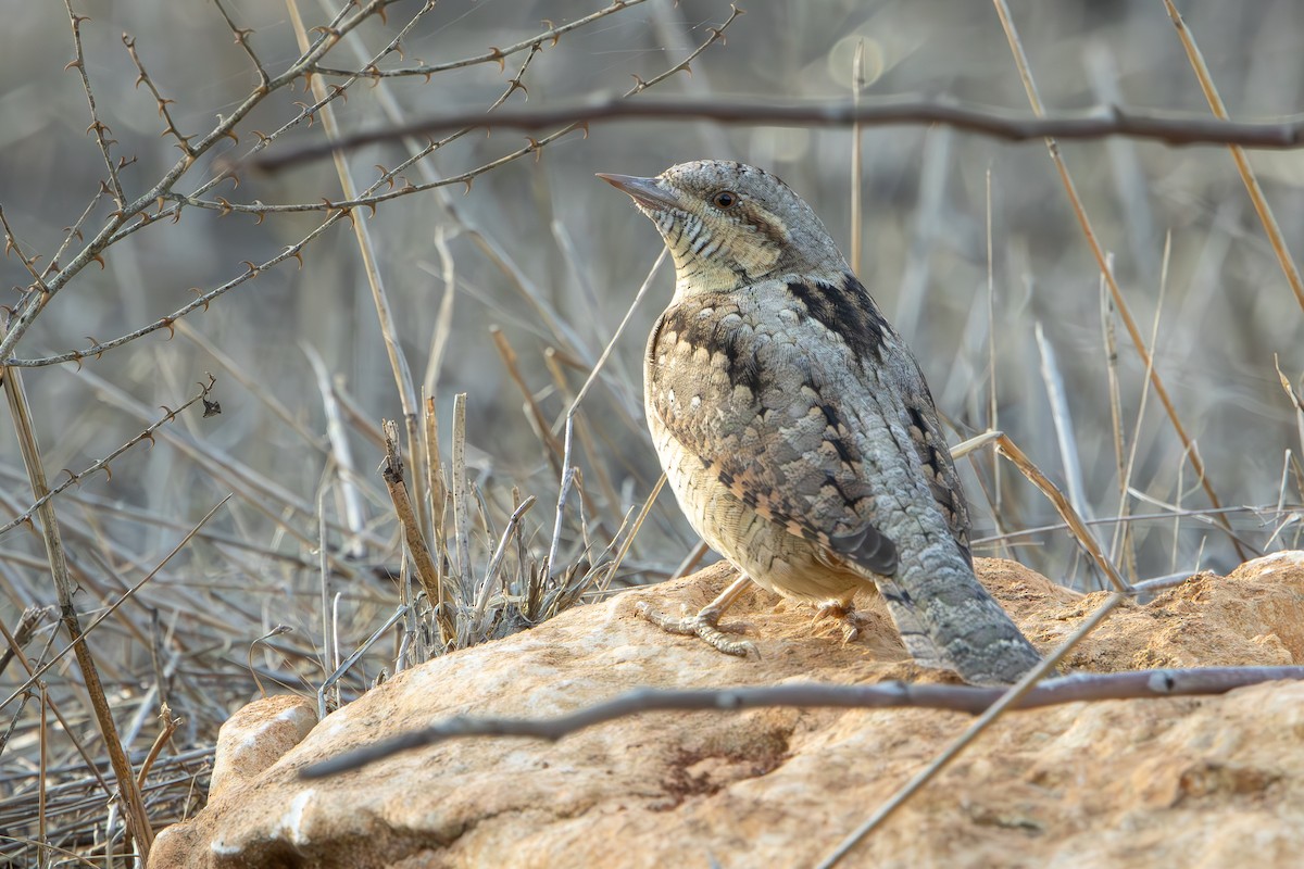 地啄木 - ML645436751