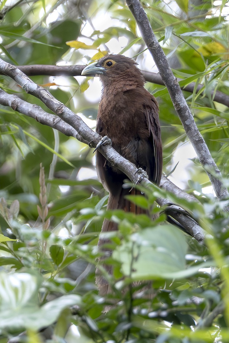 Rufous Coucal - ML645436756