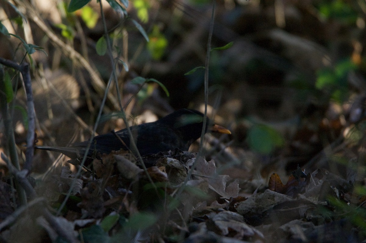 Eurasian Blackbird - ML645436757