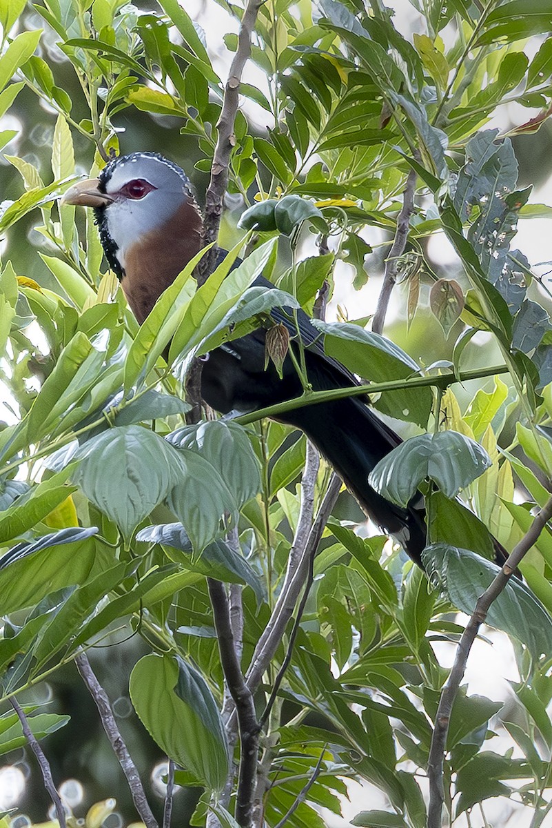 Scale-feathered Malkoha - ML645436759