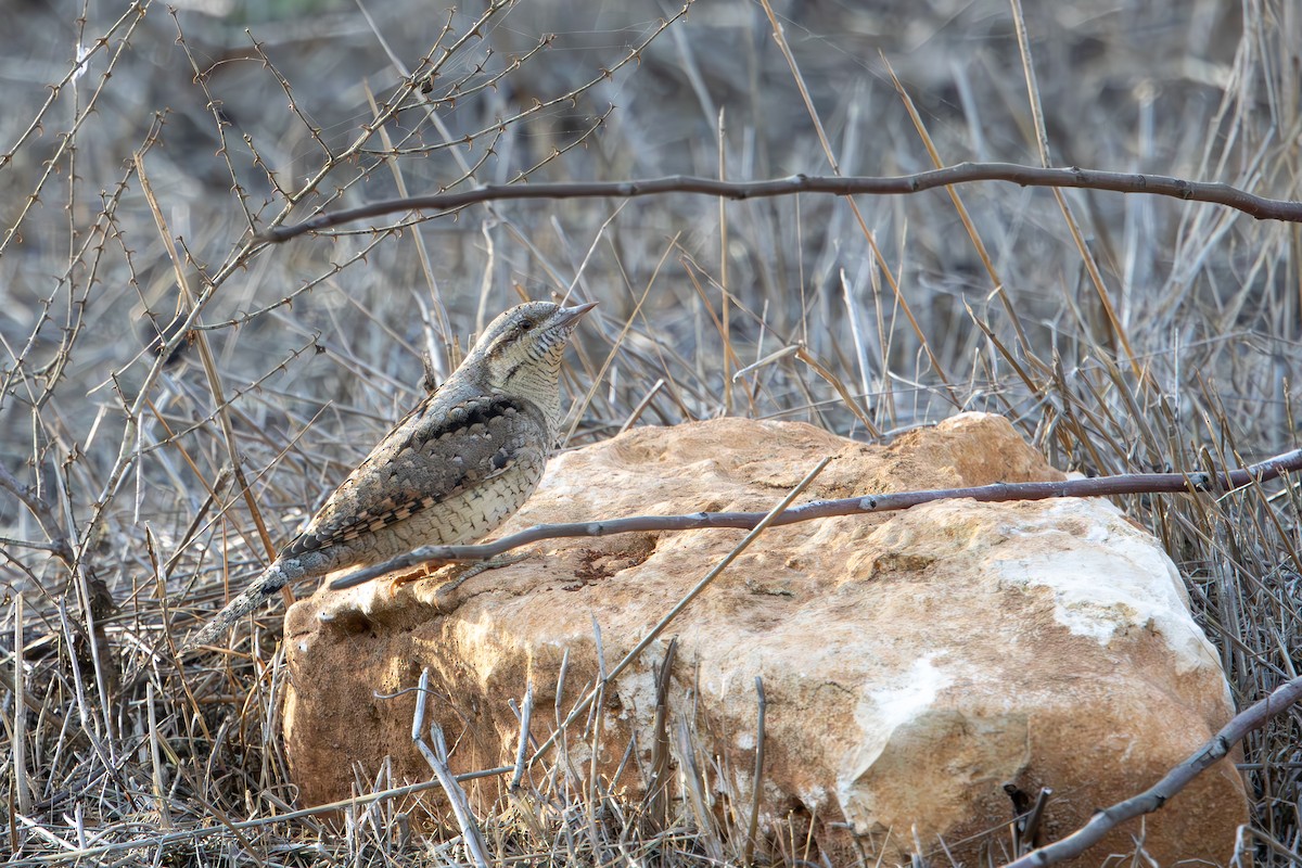 地啄木 - ML645436769