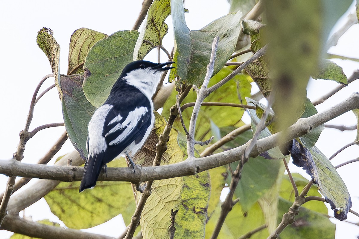 Black-and-white Triller (Northern) - ML645436771