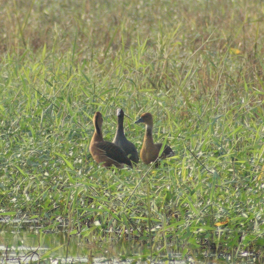 Fulvous Whistling-Duck - ML645436772