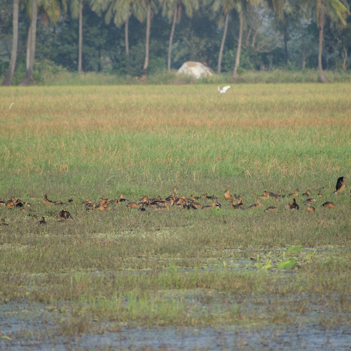 Fulvous Whistling-Duck - ML645436773