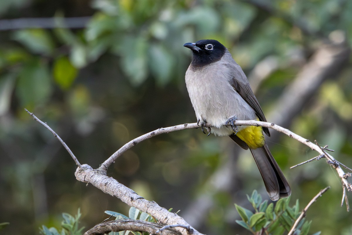 White-spectacled Bulbul - ML645436778
