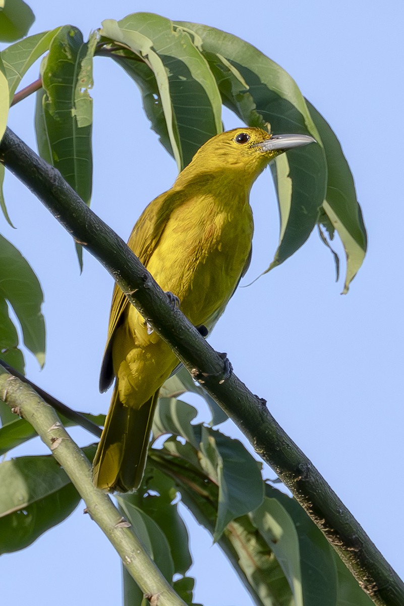 Isabela Oriole - ML645436779