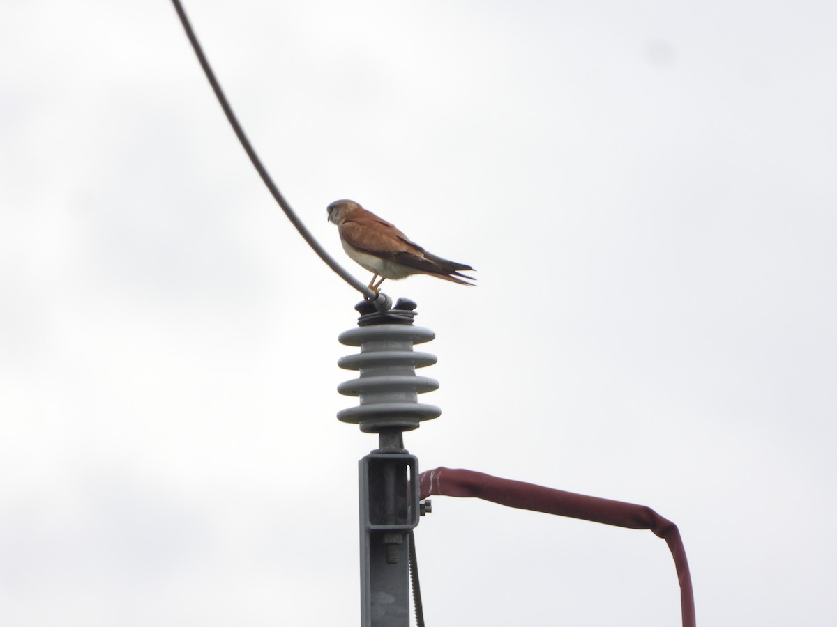 Nankeen Kestrel - ML645436780