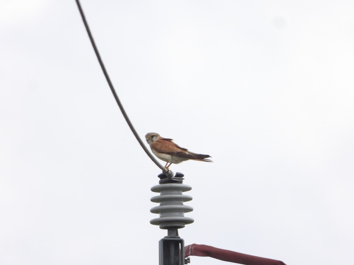 Nankeen Kestrel - ML645436781