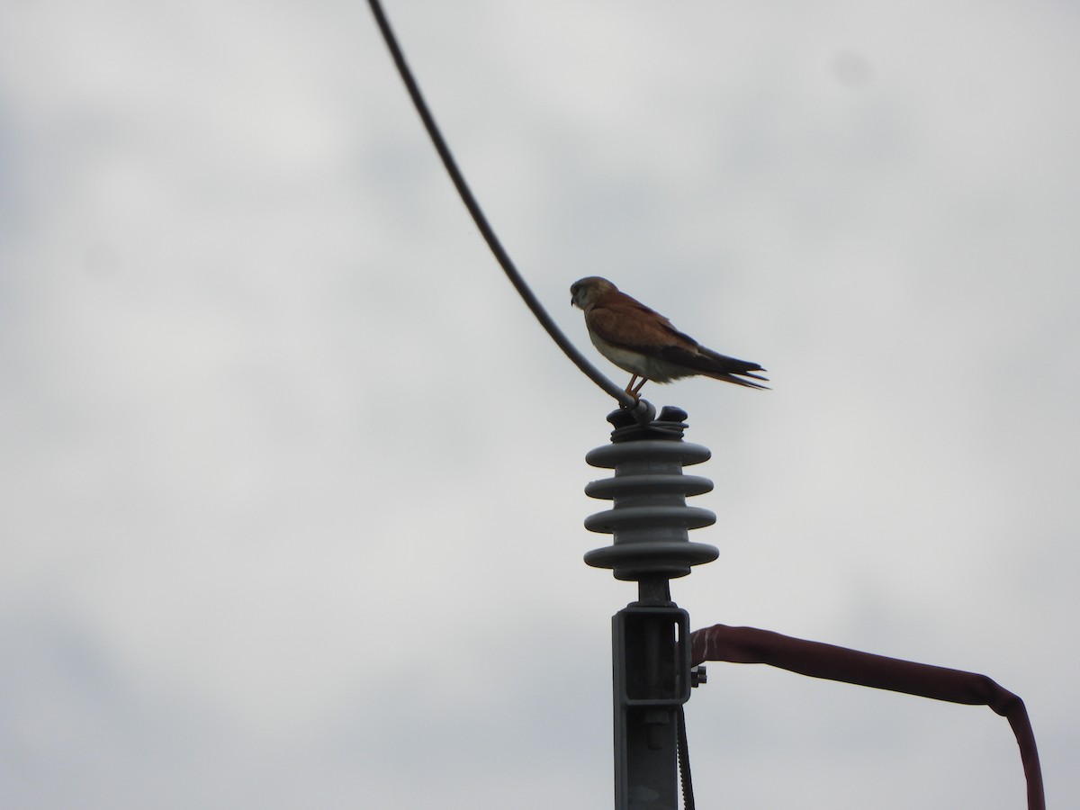 Nankeen Kestrel - ML645436782