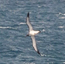 Chatham Albatross - ML645436789