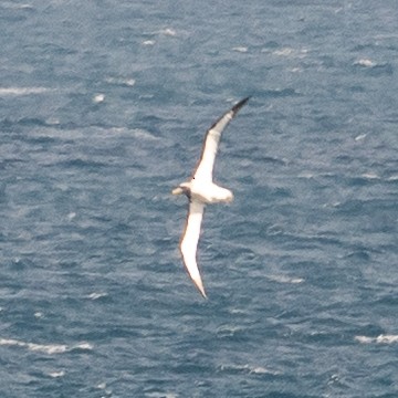 Chatham Albatross - ML645436790