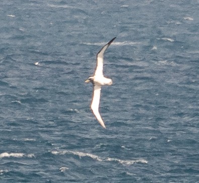 Chatham Albatross - ML645436791