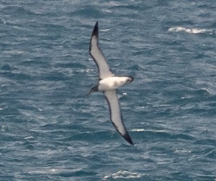 Chatham Albatross - ML645436792