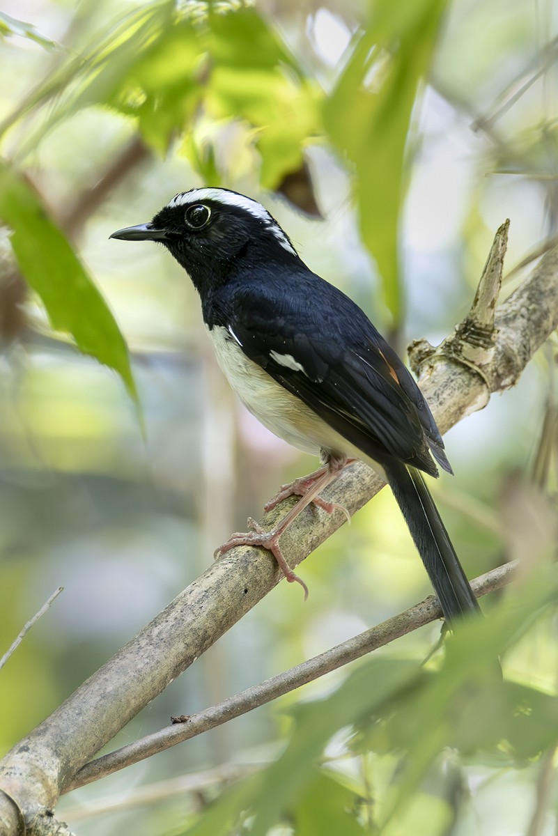 White-browed Shama - ML645436805