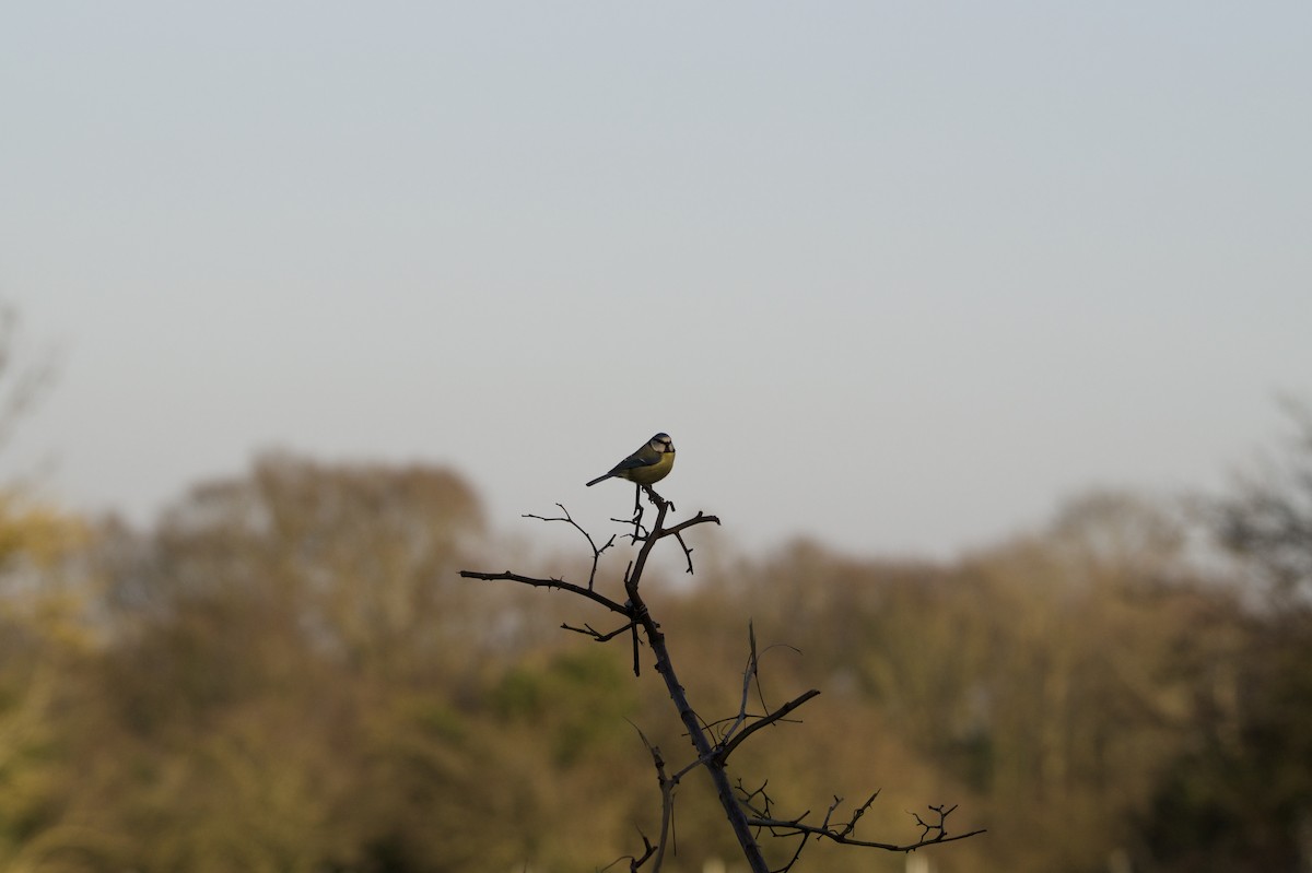 Eurasian Blue Tit - ML645436806