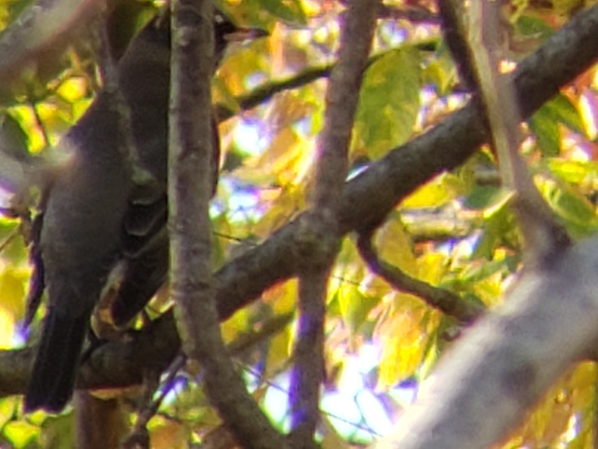 American Robin - ML645436817