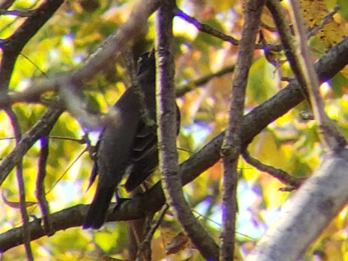 American Robin - ML645436818