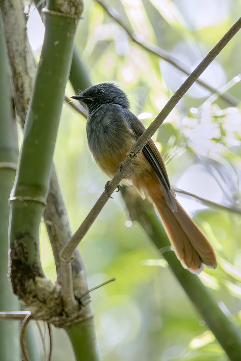 Blue-headed Fantail - ML645436819