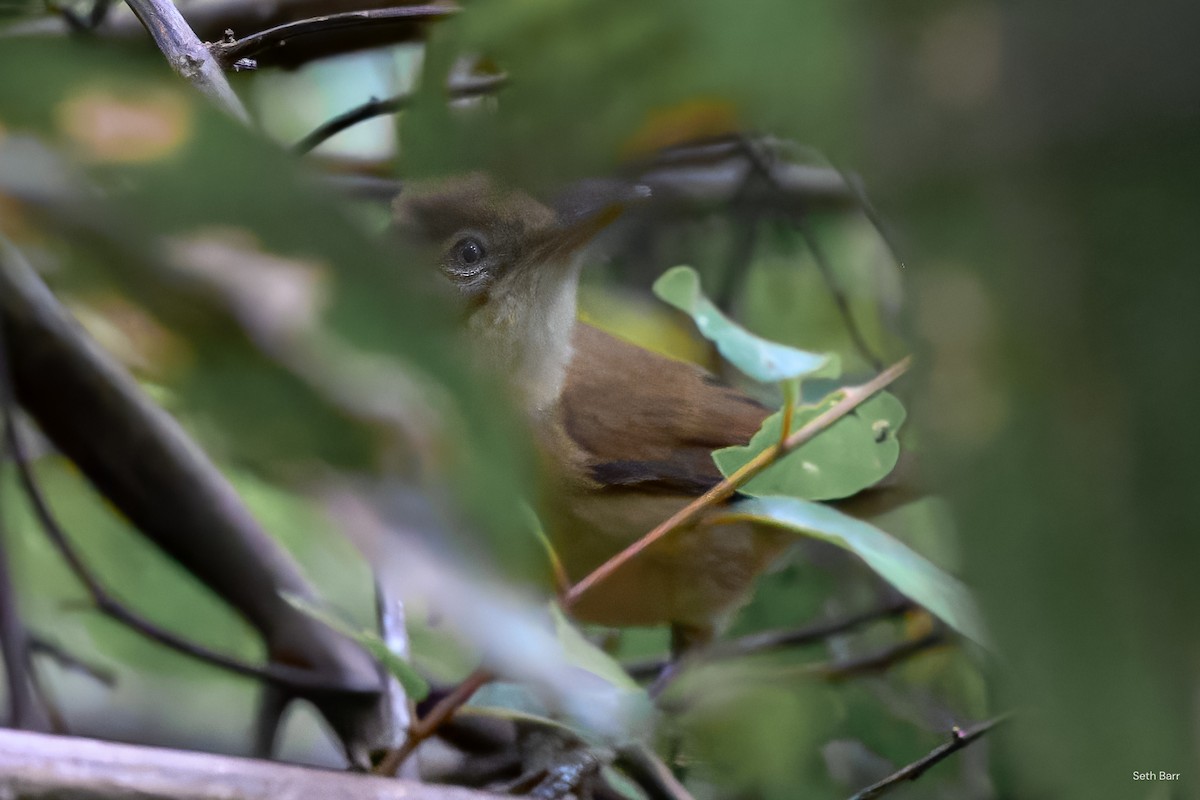 Blyth's Reed Warbler - ML645436827