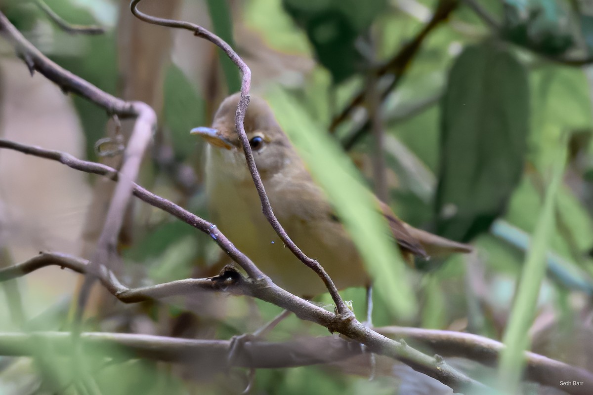 Blyth's Reed Warbler - ML645436828