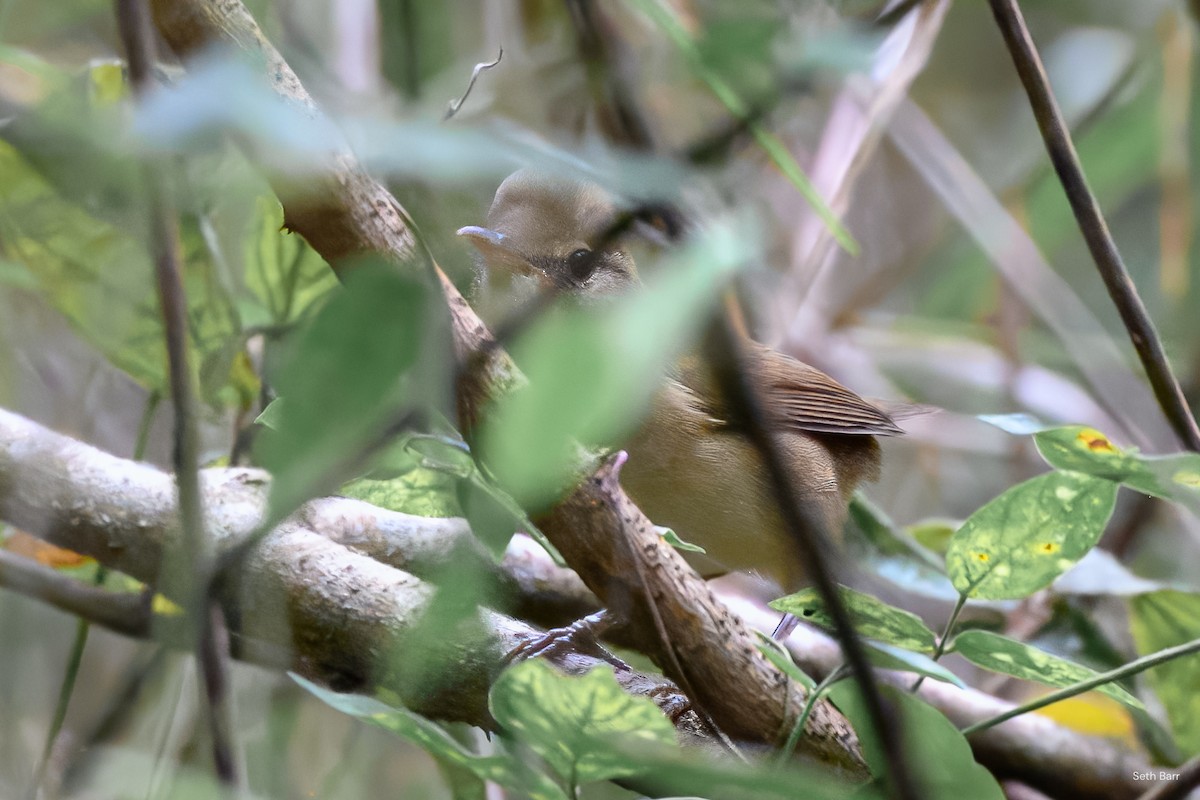 Blyth's Reed Warbler - ML645436829