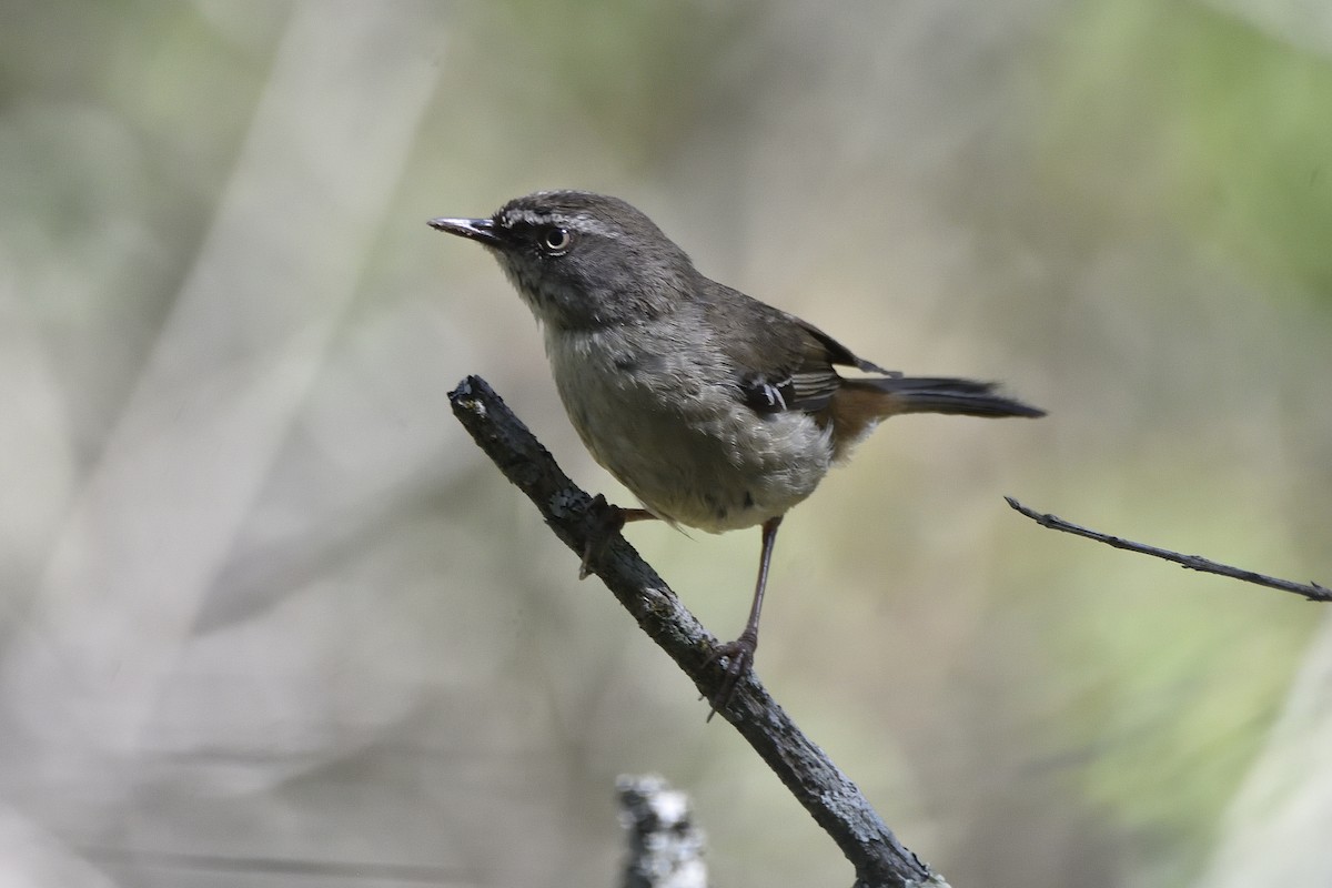 White-browed Scrubwren (White-browed) - ML645436832