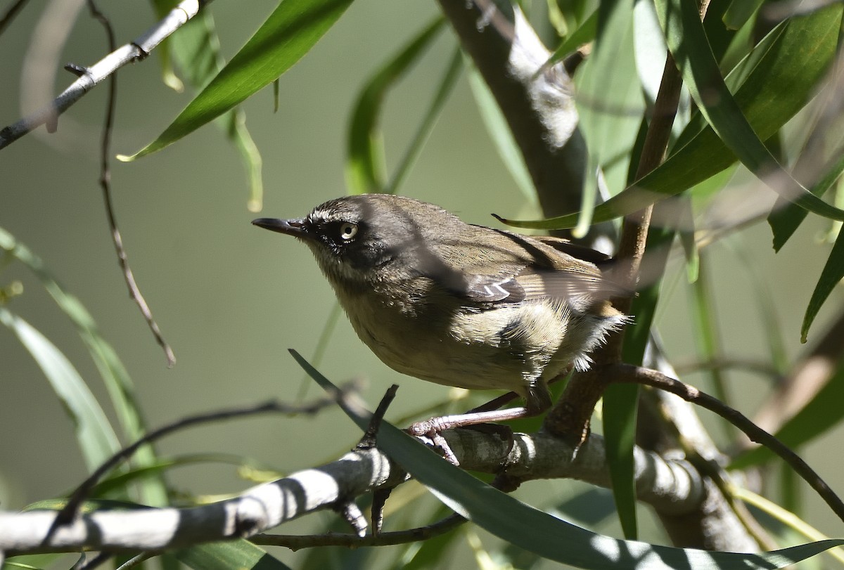 White-browed Scrubwren (White-browed) - ML645436833