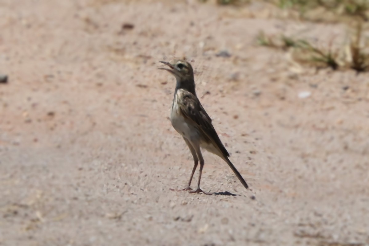 Australian Pipit - ML645436834