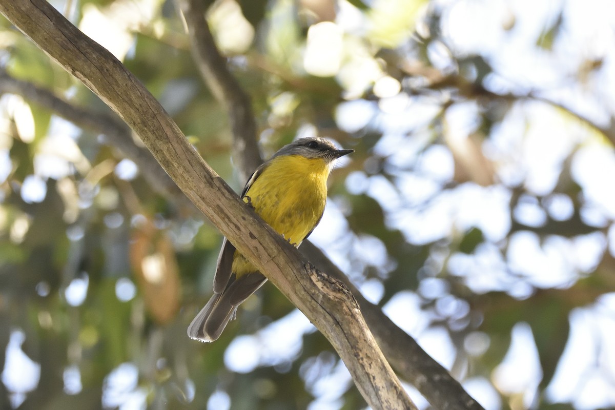 Королець жовтий - ML645436839