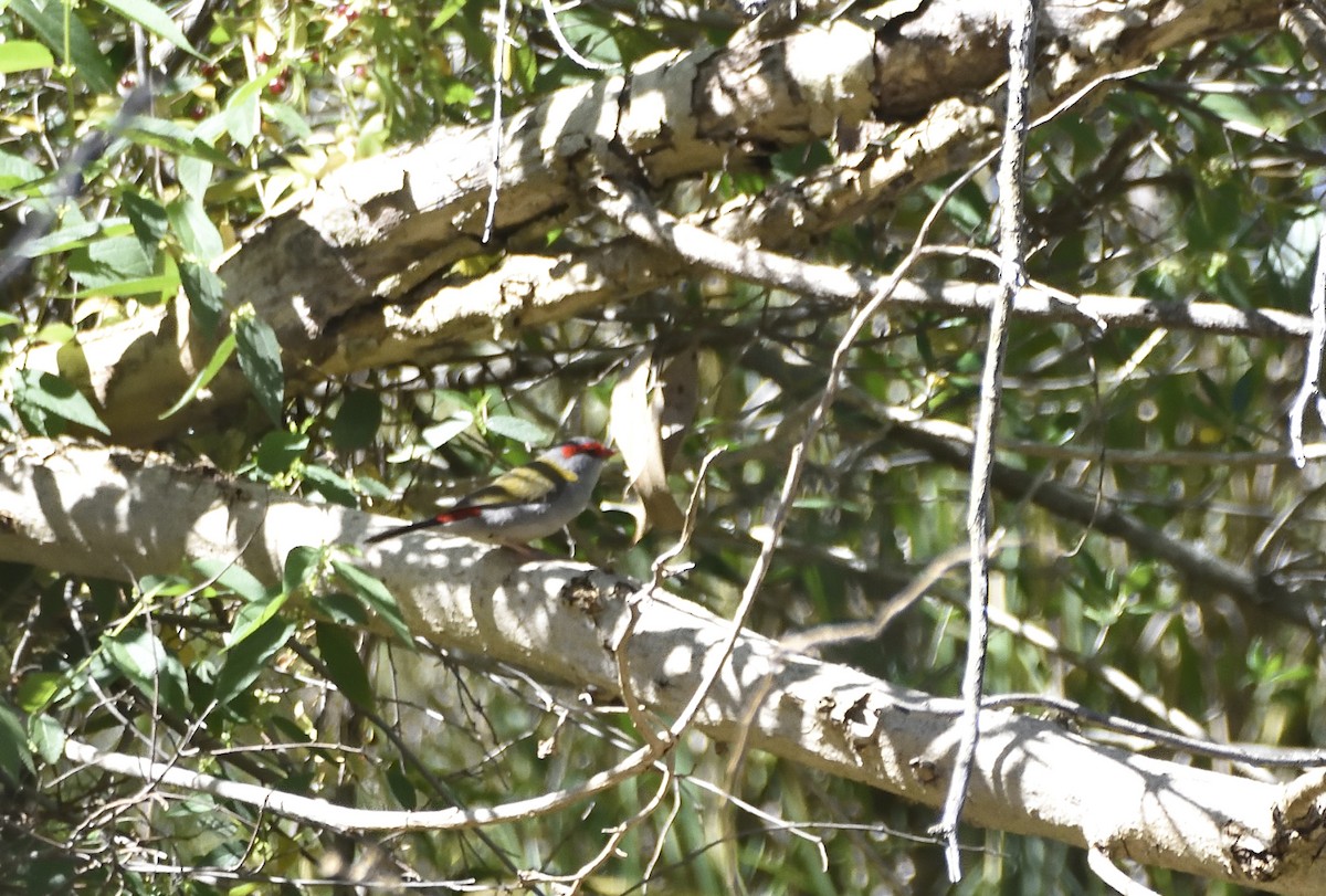 Al Kaşlı Belikınalı - ML645436840