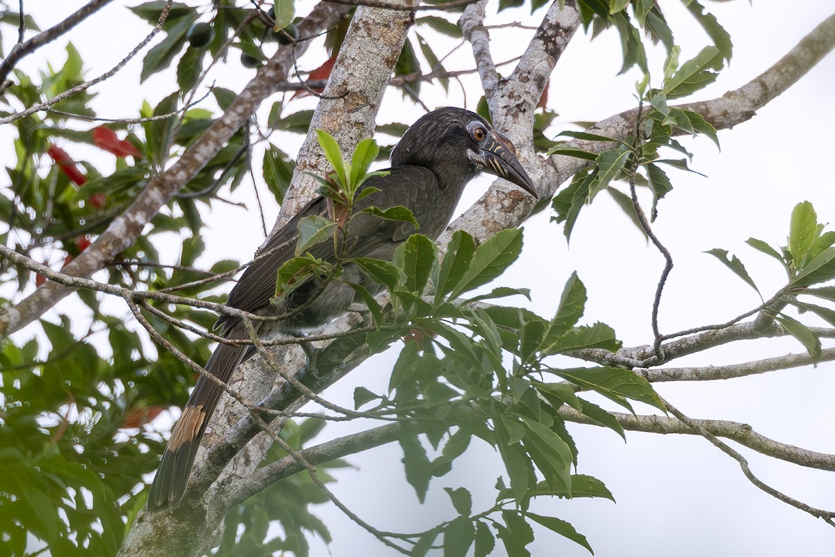 Luzon Hornbill - ML645436841