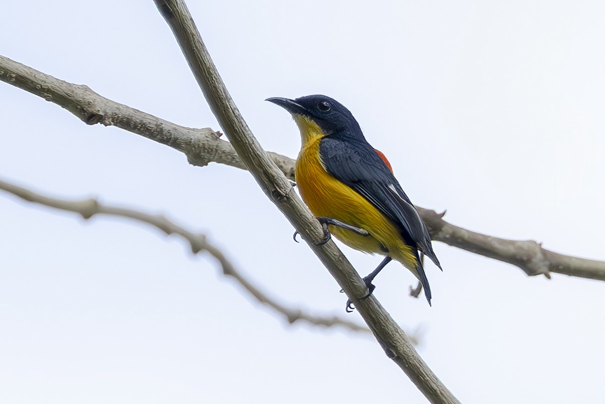 Orange-bellied Flowerpecker (Orange-breasted) - ML645436843