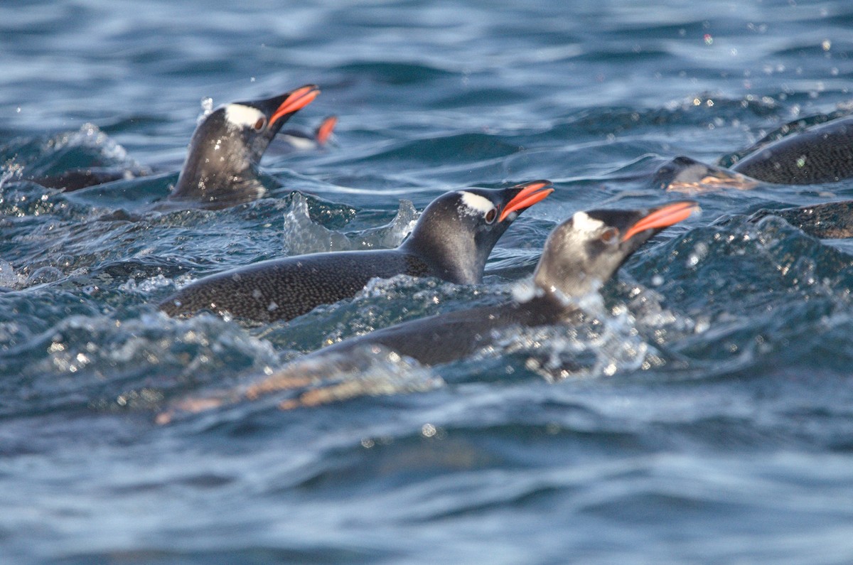 Gentoo Penguin - ML645436850