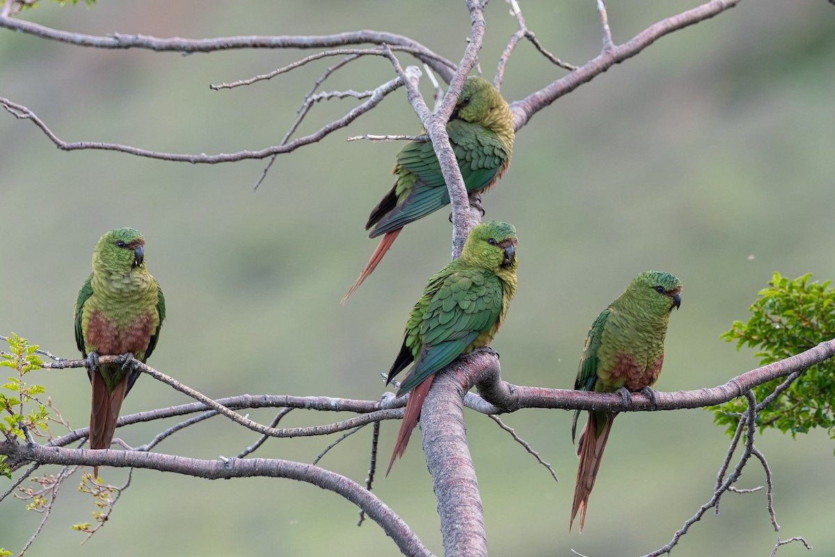 Austral Parakeet - ML645436861