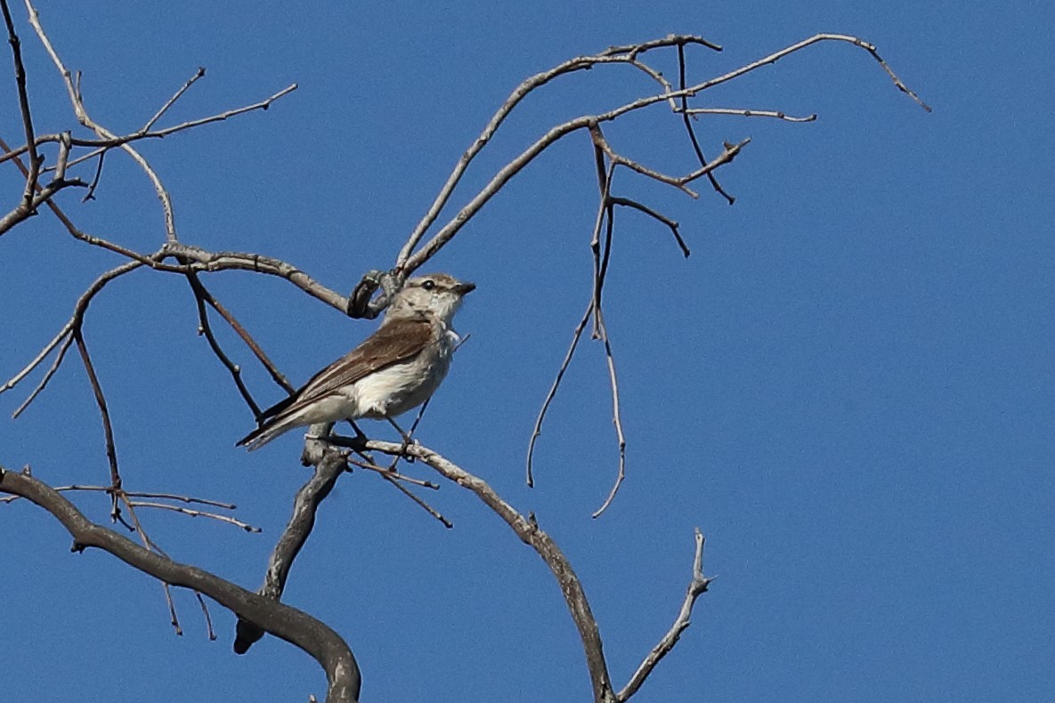 オジロオリーブヒタキ - ML645436862