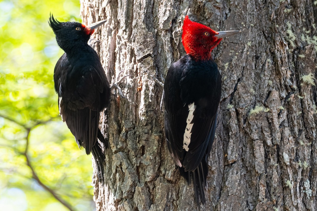 Magellanic Woodpecker - ML645436868