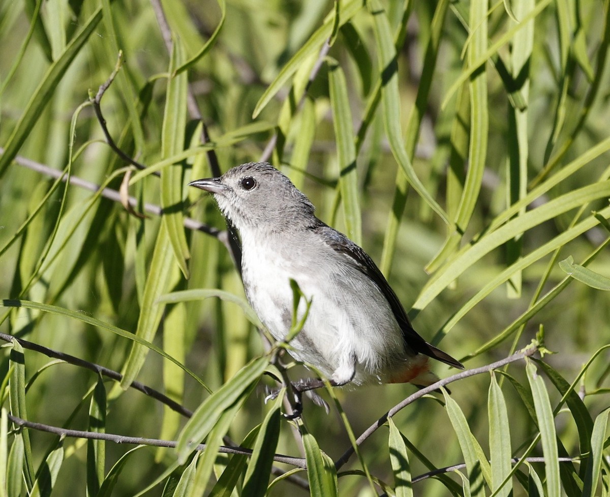 Mistletoebird - ML645436888