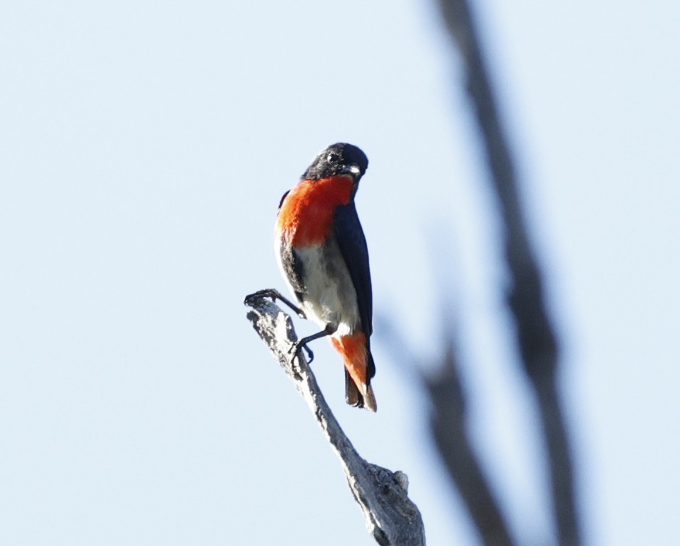 Mistletoebird - ML645436889