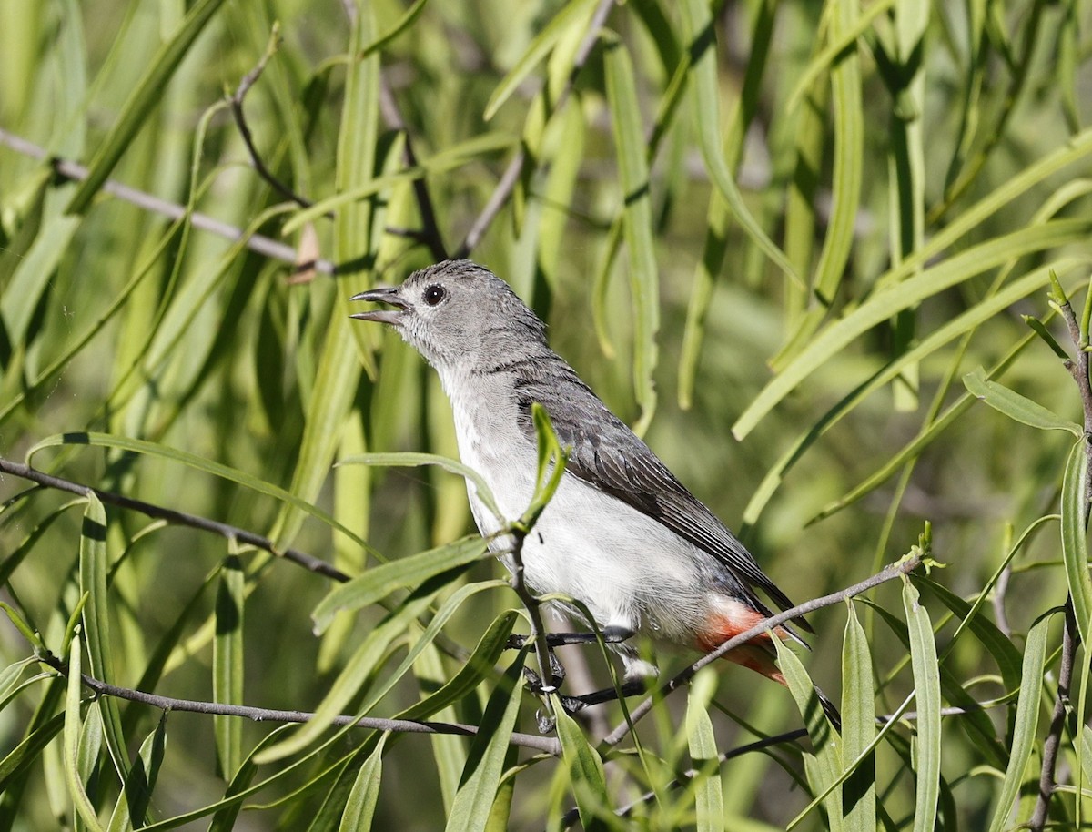 Mistletoebird - ML645436890