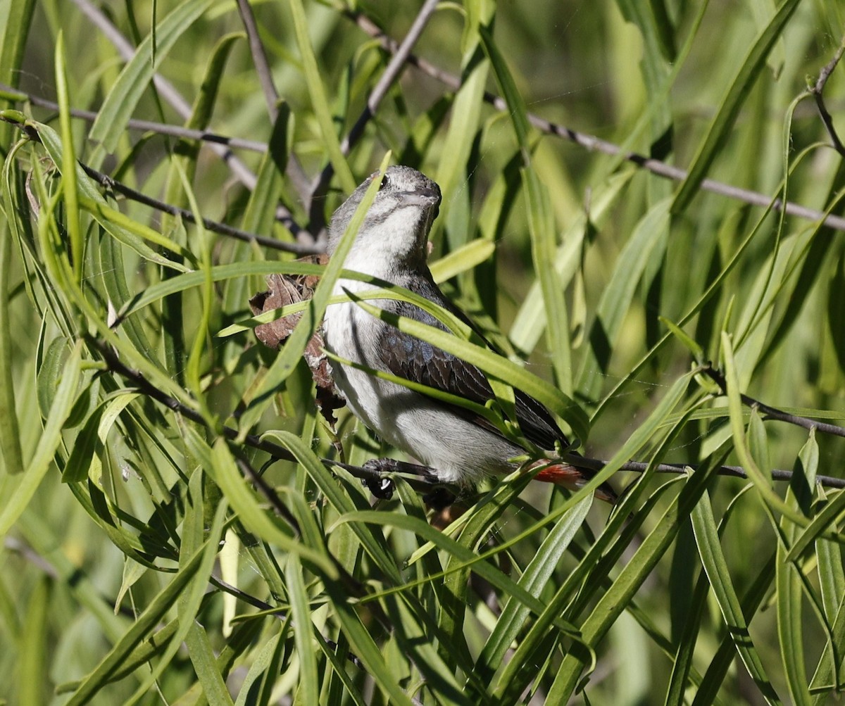 Mistletoebird - ML645436891
