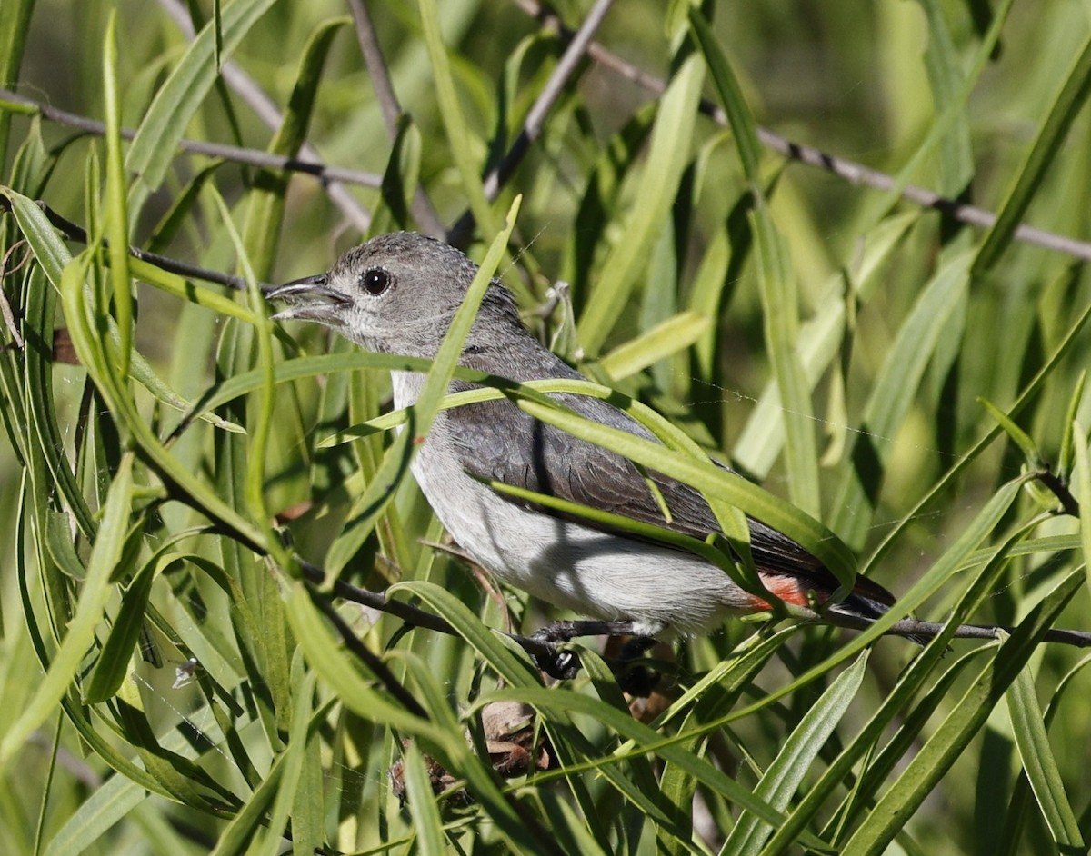 Mistletoebird - ML645436892