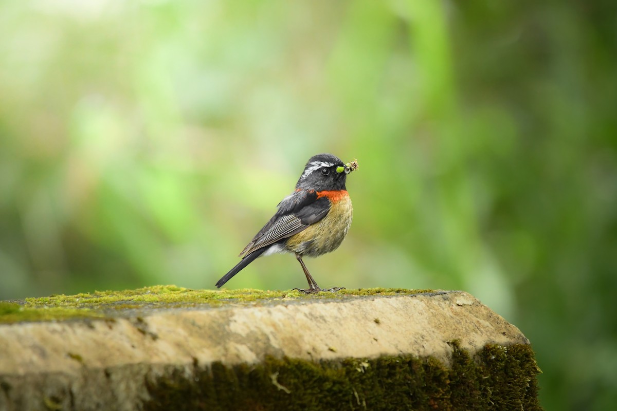 Collared Bush-Robin - ML645436893