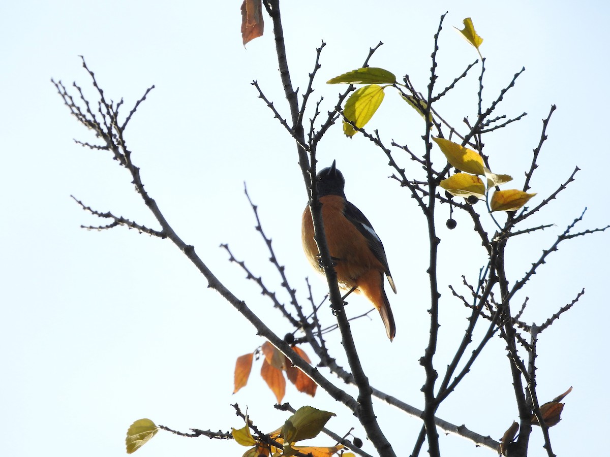 aurorarødstjert - ML645436894