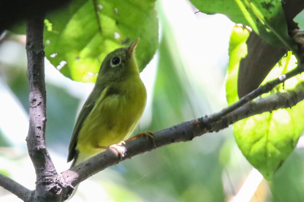 Whistler's Warbler - ML645436896
