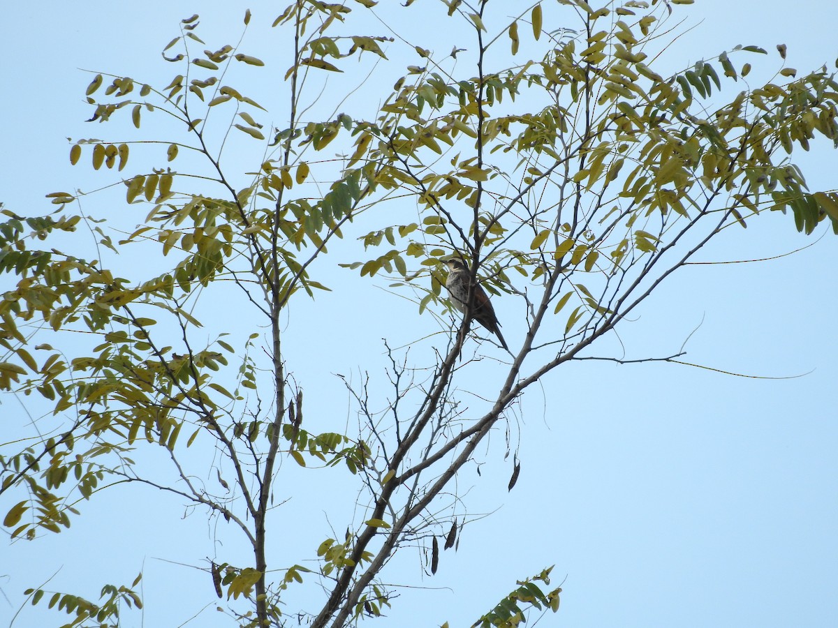 svartflekktrost - ML645436901