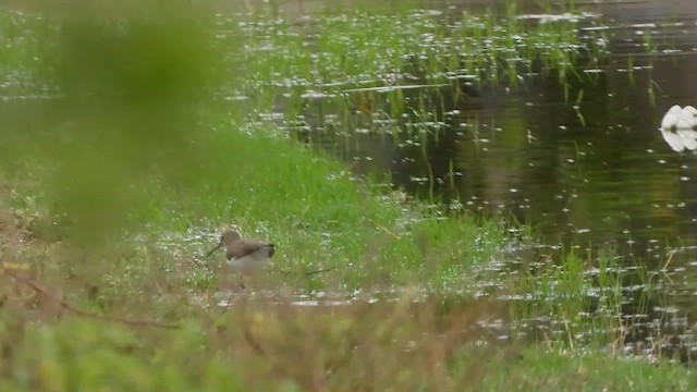 Green Sandpiper - ML645436903