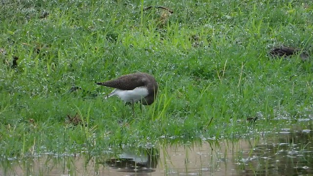 Green Sandpiper - ML645436905