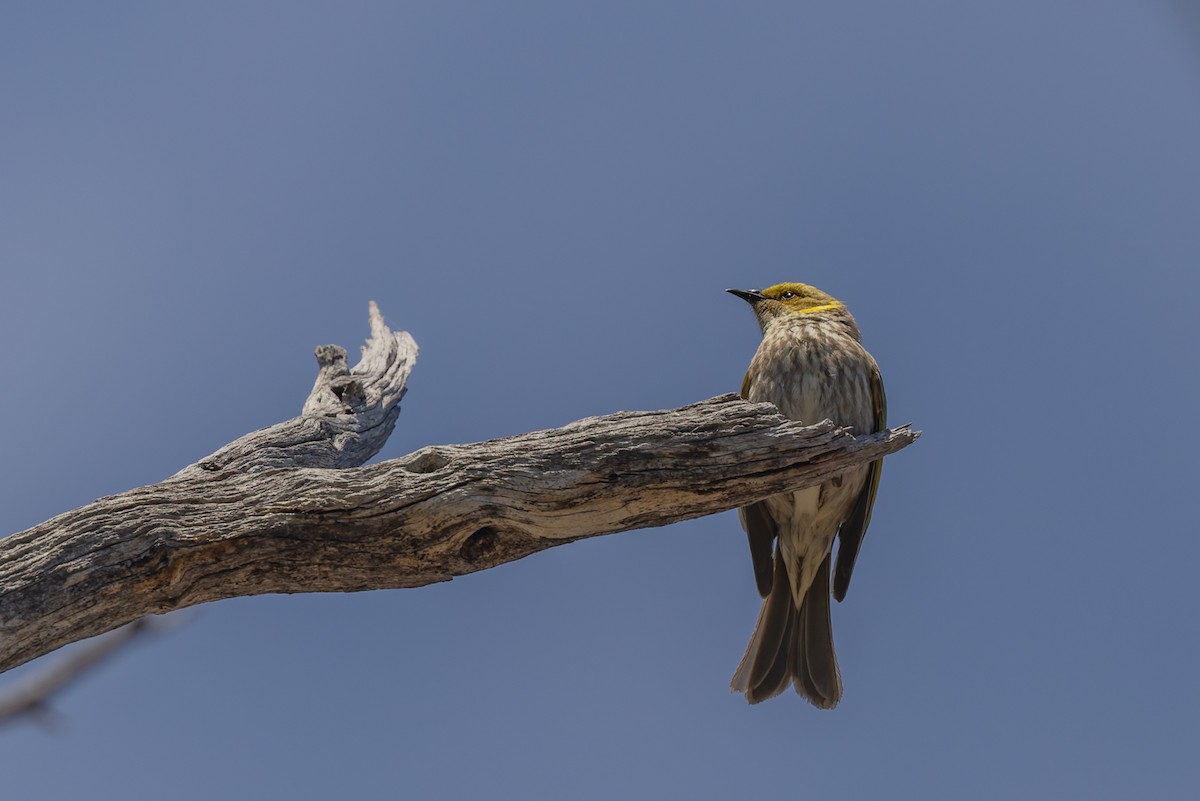 Yellow-plumed Honeyeater - ML645436915